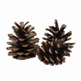 Pommes de pin naturelles décoration de Noël