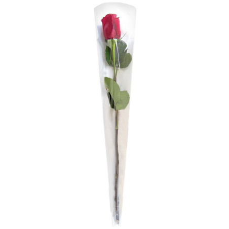 Etui à rose single stem sleeve - Lolla