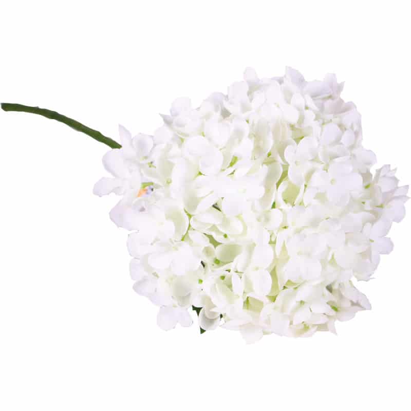 Hortensia - Pinka Hortensia - Pinka