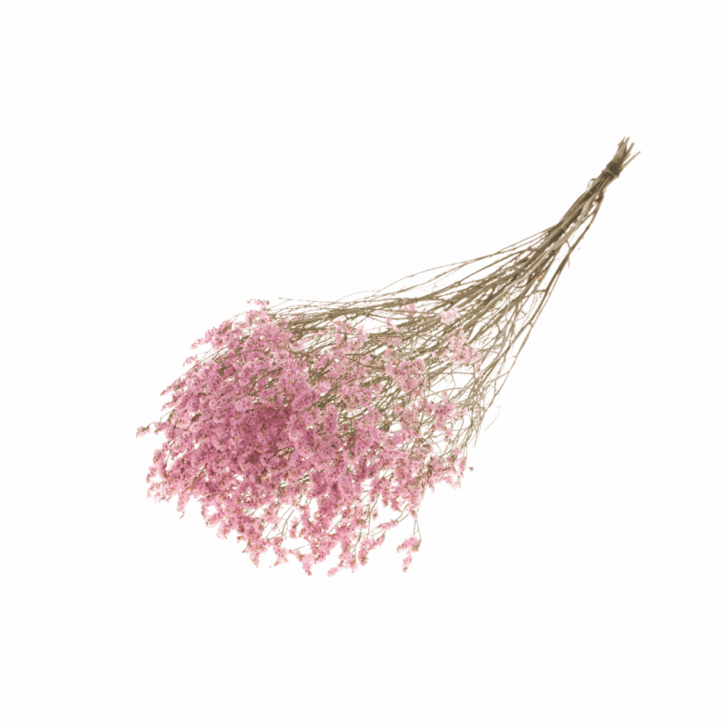 Fleurs séchées Statice Limonium - Grossiste fleurs séchées