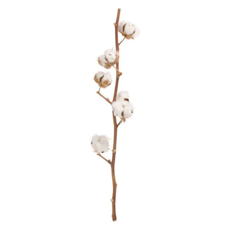 Branche de coton - Grossiste fleurs séchées