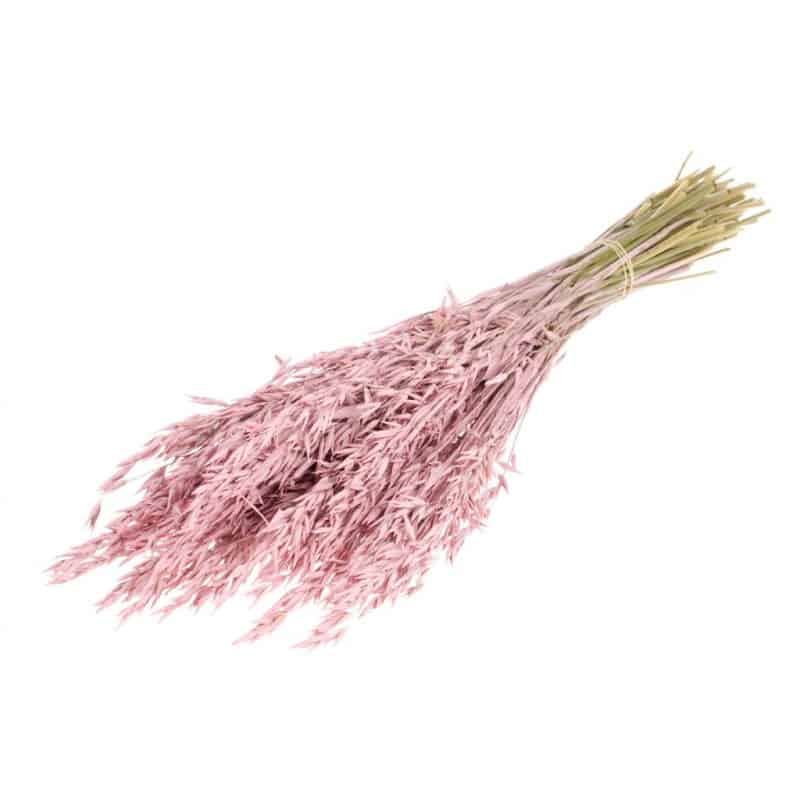 Fleurs séchées Avoine - Grossiste fleurs séchées Fleurs séchées Avoine - Grossiste fleurs séchées