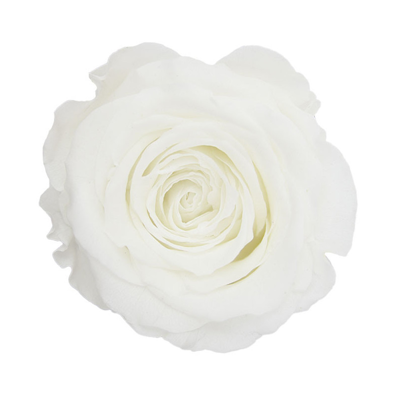 Tête de rose stabilisée - Grossiste fleurs stabilisées