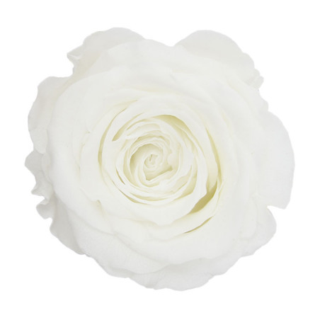 Tête de rose stabilisée - Grossiste fleurs stabilisées