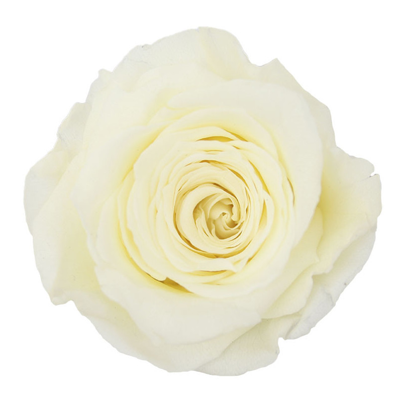 Tête de rose stabilisée - Grossiste fleurs stabilisées