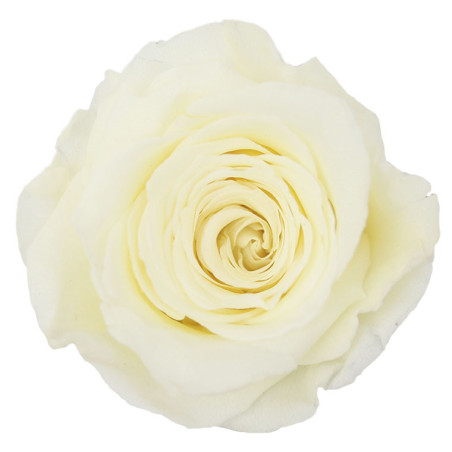 Tête de rose stabilisée - Grossiste fleurs stabilisées
