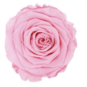 Tête de rose stabilisée - Grossiste fleurs stabilisées