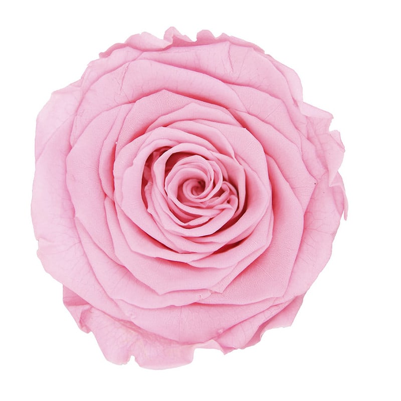 Tête de rose stabilisée - Grossiste fleurs stabilisées