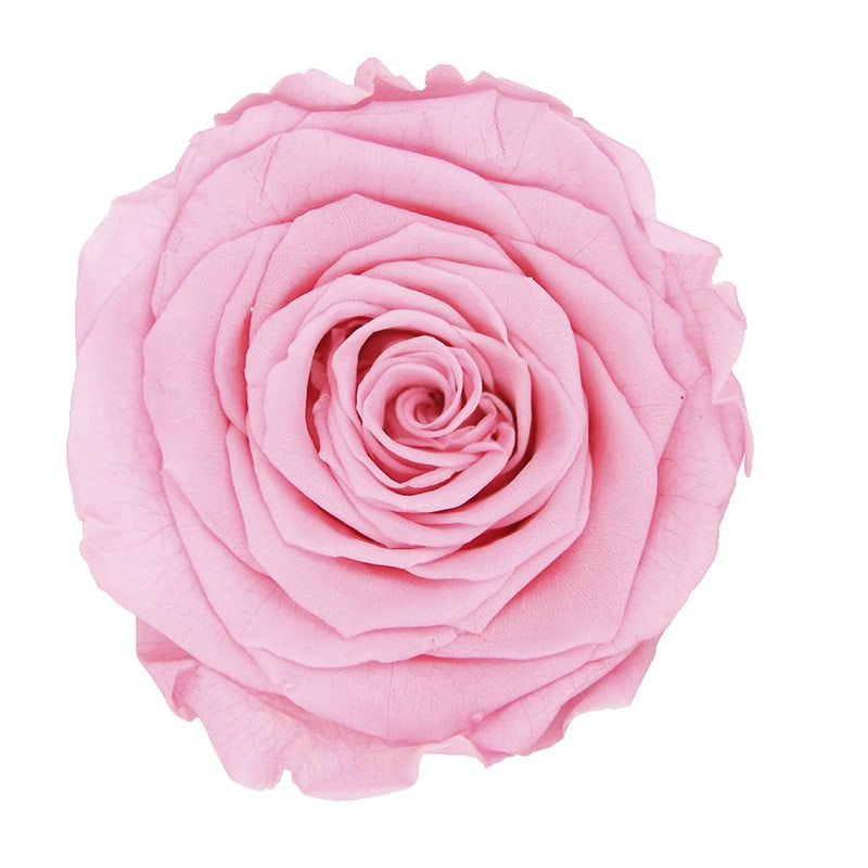 Tête de rose stabilisée - Grossiste fleurs stabilisées Tête de rose stabilisée - Grossiste fleurs stabilisées