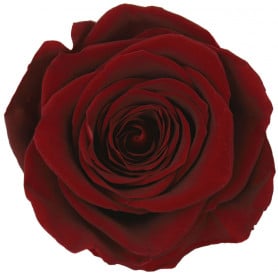 Tête de rose Queen boîte de...
