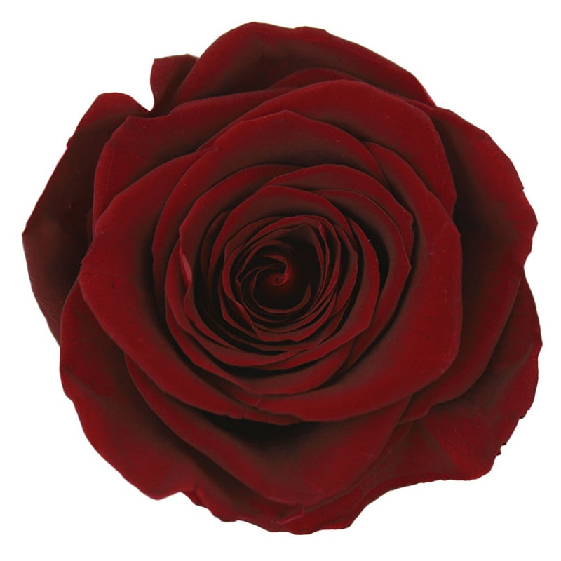 Tête de rose stabilisée - Grossiste fleurs stabilisées Tête de rose stabilisée - Grossiste fleurs stabilisées