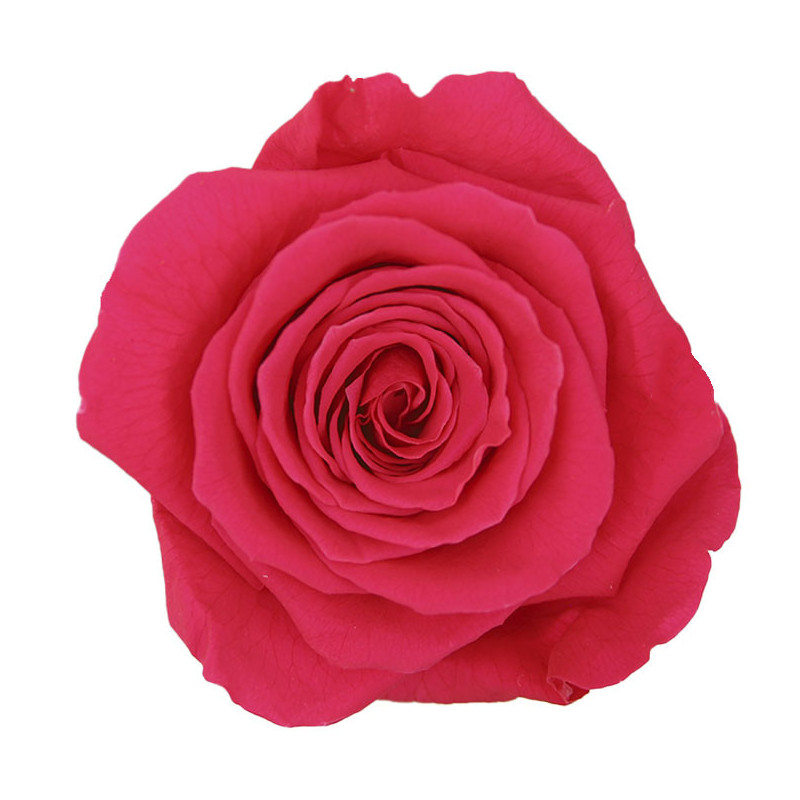 Tête de rose stabilisée - Grossiste fleurs stabilisées