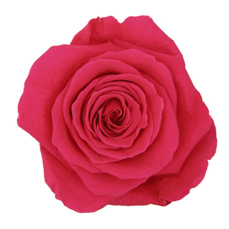 Tête de rose stabilisée - Grossiste fleurs stabilisées