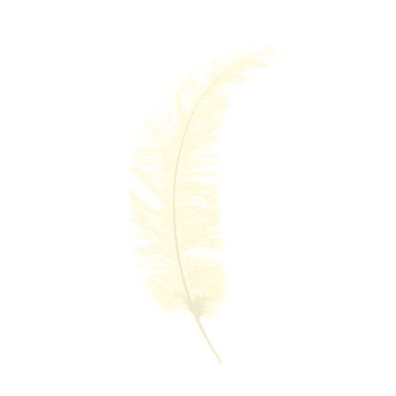 Plumes Autruche Spadona - Plusieurs coloris - grossiste fleuriste