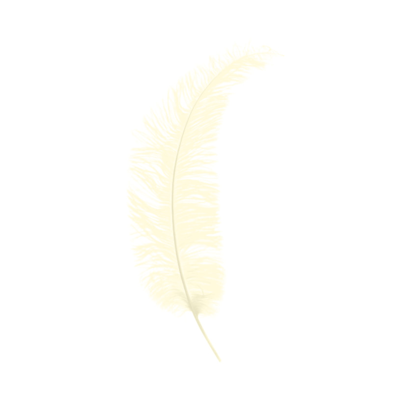 Plumes Autruche Spadona - Plusieurs coloris - grossiste fleuriste