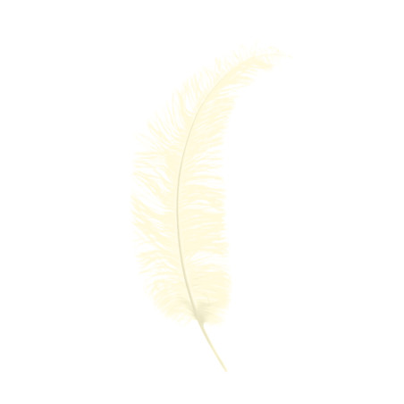 Plumes Autruche Spadona - Plusieurs coloris - grossiste fleuriste
