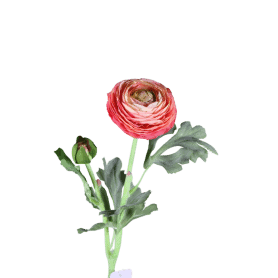 Renoncule séché - fournisseur fleurs séchées