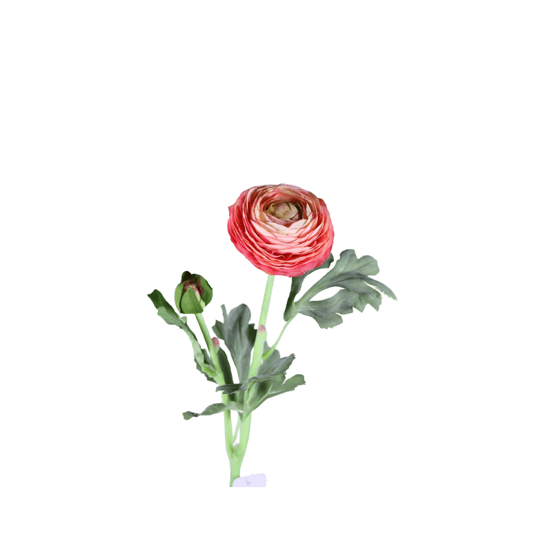 Renoncule séché - fournisseur fleurs séchées