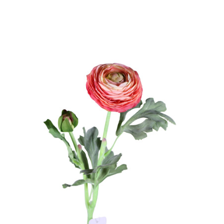 Renoncule séché - fournisseur fleurs séchées