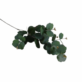 Branche d'eucalyptus Evka -...