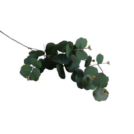 Branche d'eucalyptus - Fournisseur végétaux secs