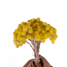 Bouquet d'immortelles 100gr jaune - Grossiste fleurs séchées