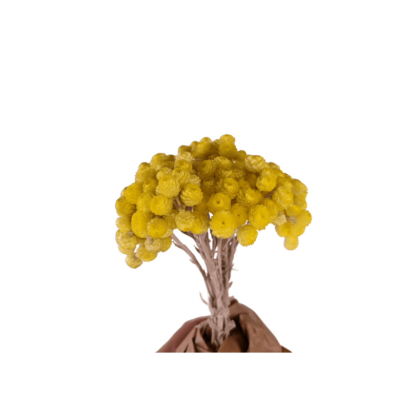 Bouquet d'immortelles 100gr jaune - Grossiste fleurs séchées Bouquet d'immortelles 100gr jaune - Grossiste fleurs séchées