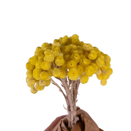 Bouquet d'immortelles 100gr jaune - Grossiste fleurs séchées