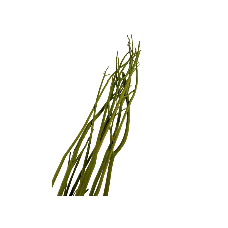 Mitsumata 100/110 cm - Plusieurs couleurs - grossiste éléments secs