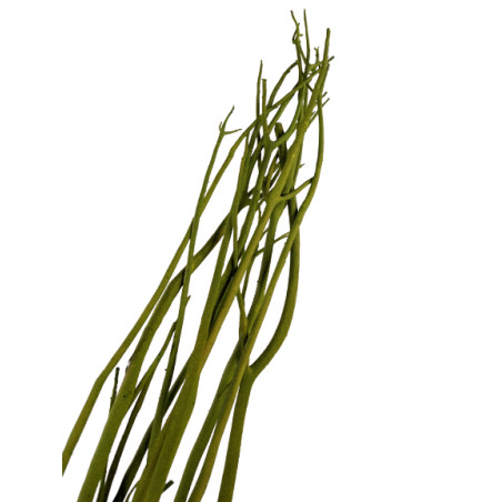 Mitsumata 100/110 cm - Plusieurs couleurs - grossiste éléments secs