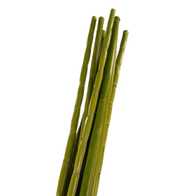 Sac de 10 Canna stiel - Bambou - Grossiste vegetal