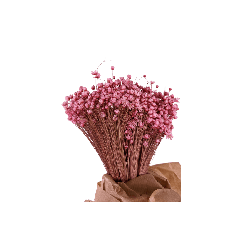 Marcela en bouquet - Grossiste fleurs séchées