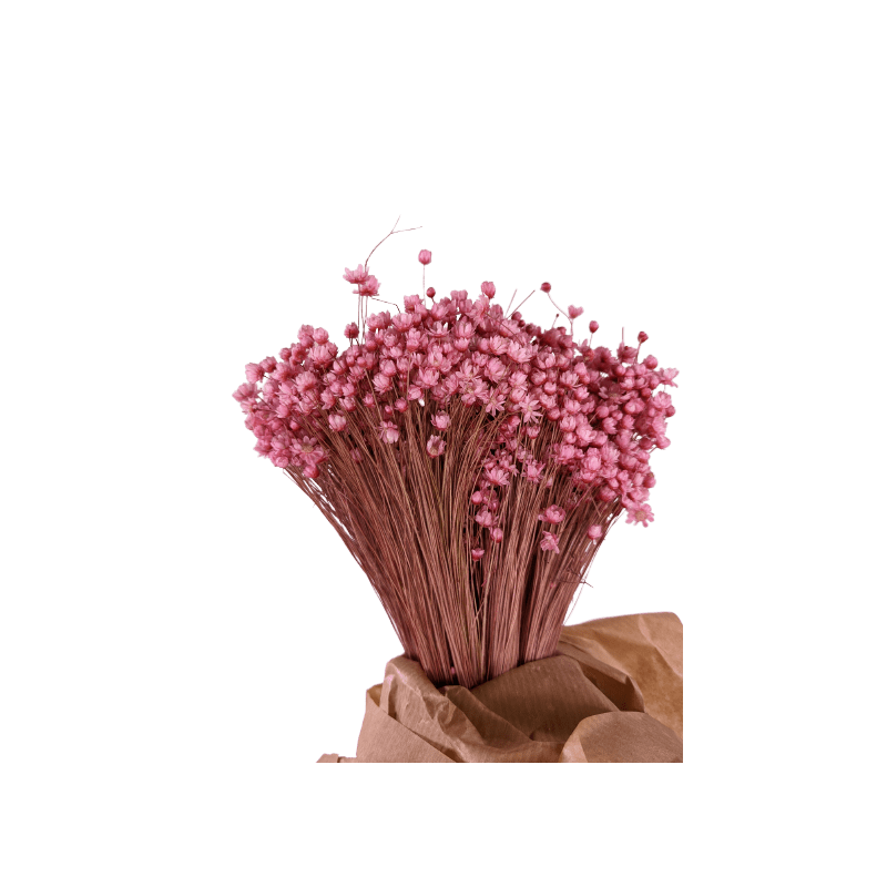 Marcela en bouquet - Grossiste fleurs séchées Marcela en bouquet - Grossiste fleurs séchées