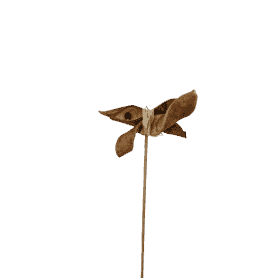 Paquet de 8 écorces sur pics 9cm - Desen