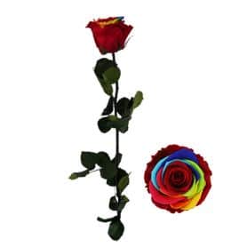 Rose tigée Rainbow