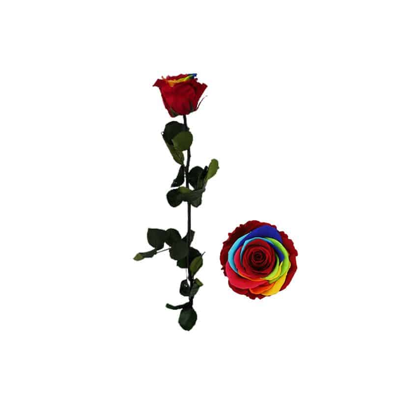 Rose tigée Rainbow