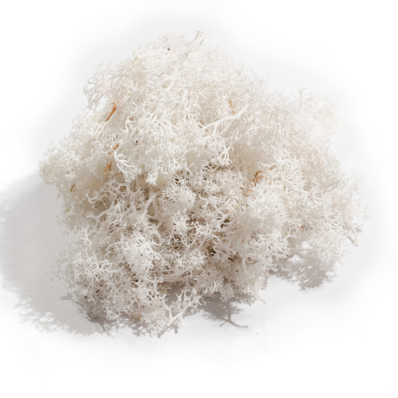 Lichen stabilisé - matériel pour fleuriste