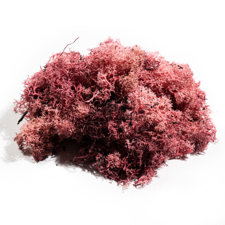 Lichen stabilisé - matériel pour fleuriste