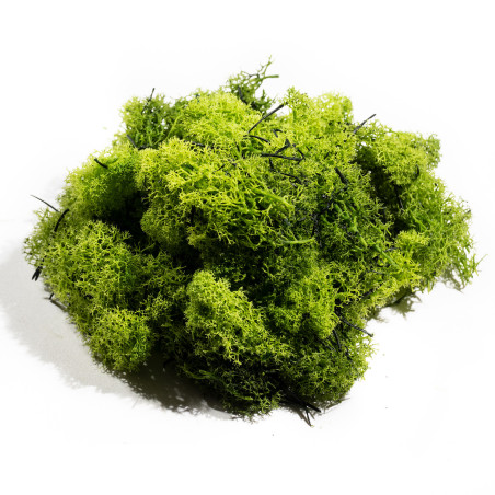 Lichen