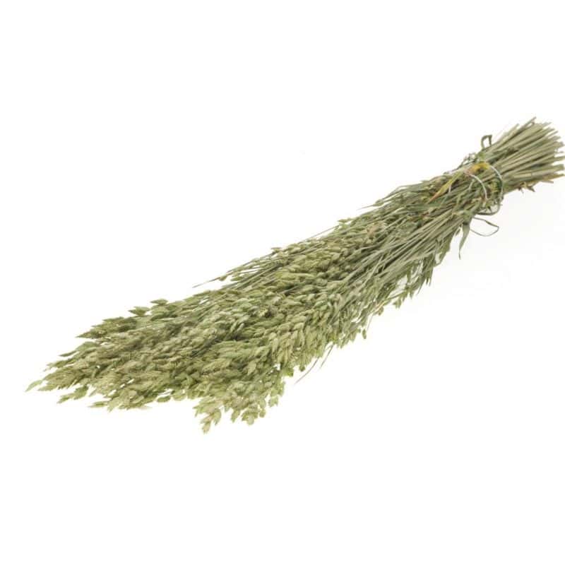 Brome faux-seigle séché Brome faux-seigle séché