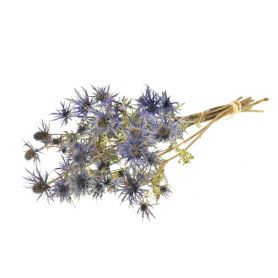 Eryngium séché