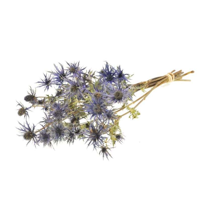 Eryngium séché Eryngium séché