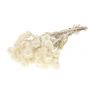 Helichrysum blanc séché