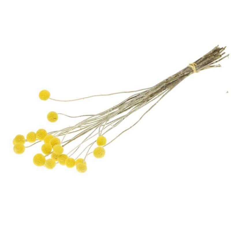 Craspedia séché - 20 pièces Craspedia séché - 20 pièces