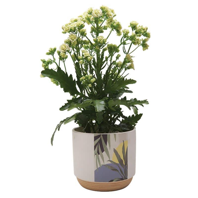 Pot en céramique fleurs - 3 tailles