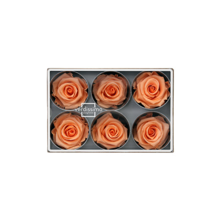 Boite de 6 têtes de rose éternelle standard plusieurs couleurs