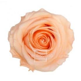 Boite de 6 têtes de rose éternelle standard plusieurs couleurs