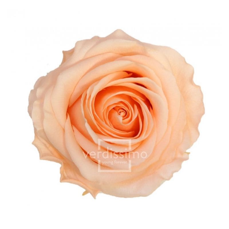 Boite de 6 têtes de rose éternelle standard plusieurs couleurs Boite de 6 têtes de rose éternelle standard plusieurs couleurs