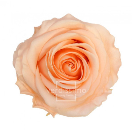 Boite de 6 têtes de rose éternelle standard plusieurs couleurs