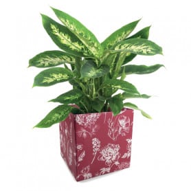 Boite simply Botanical - Grossiste fleuriste déco recyclable